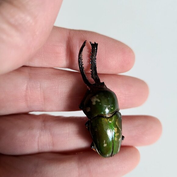 Vintage realistic looking green scarab pin. Bug unisex pin. - Picture 4 of 10